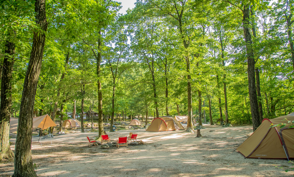 大山隠岐国立公園内 一向平キャンプ場 キャンプフィールド